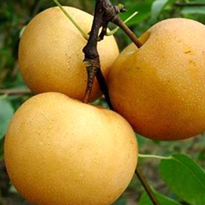 Nanshui pear