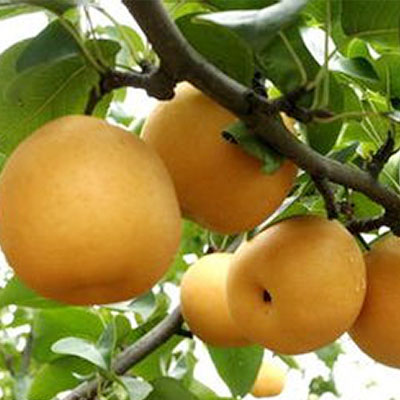 Huashan pear