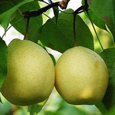 Singo pear